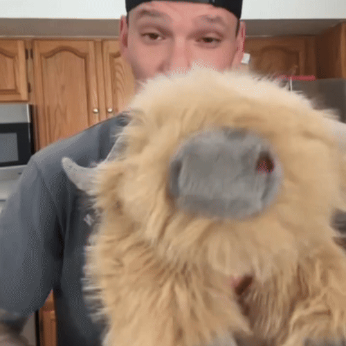 Highland Cow Weighted Plush – The Comfort You Can Hug